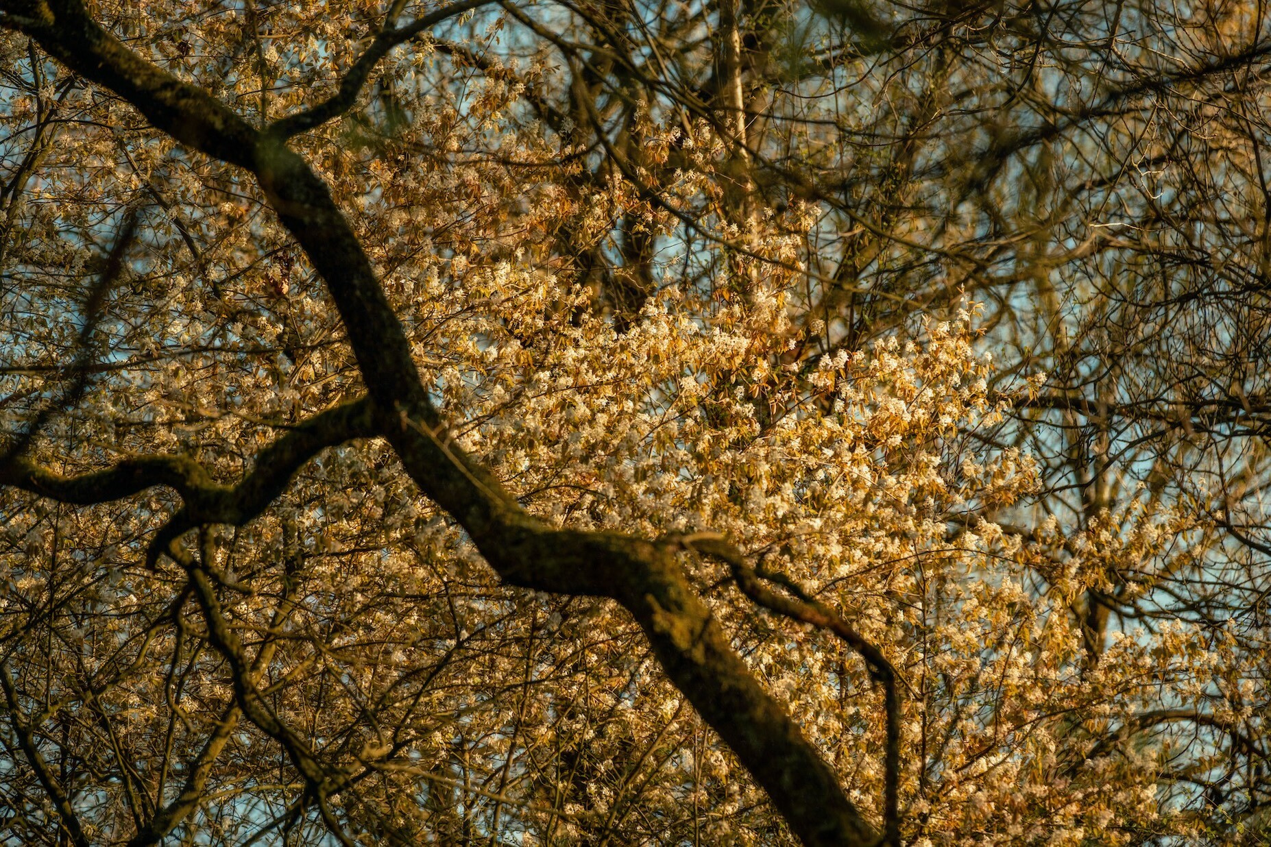 Nature Symphonies    ANNE KAERE FOTOGRAFIE 7 kopie