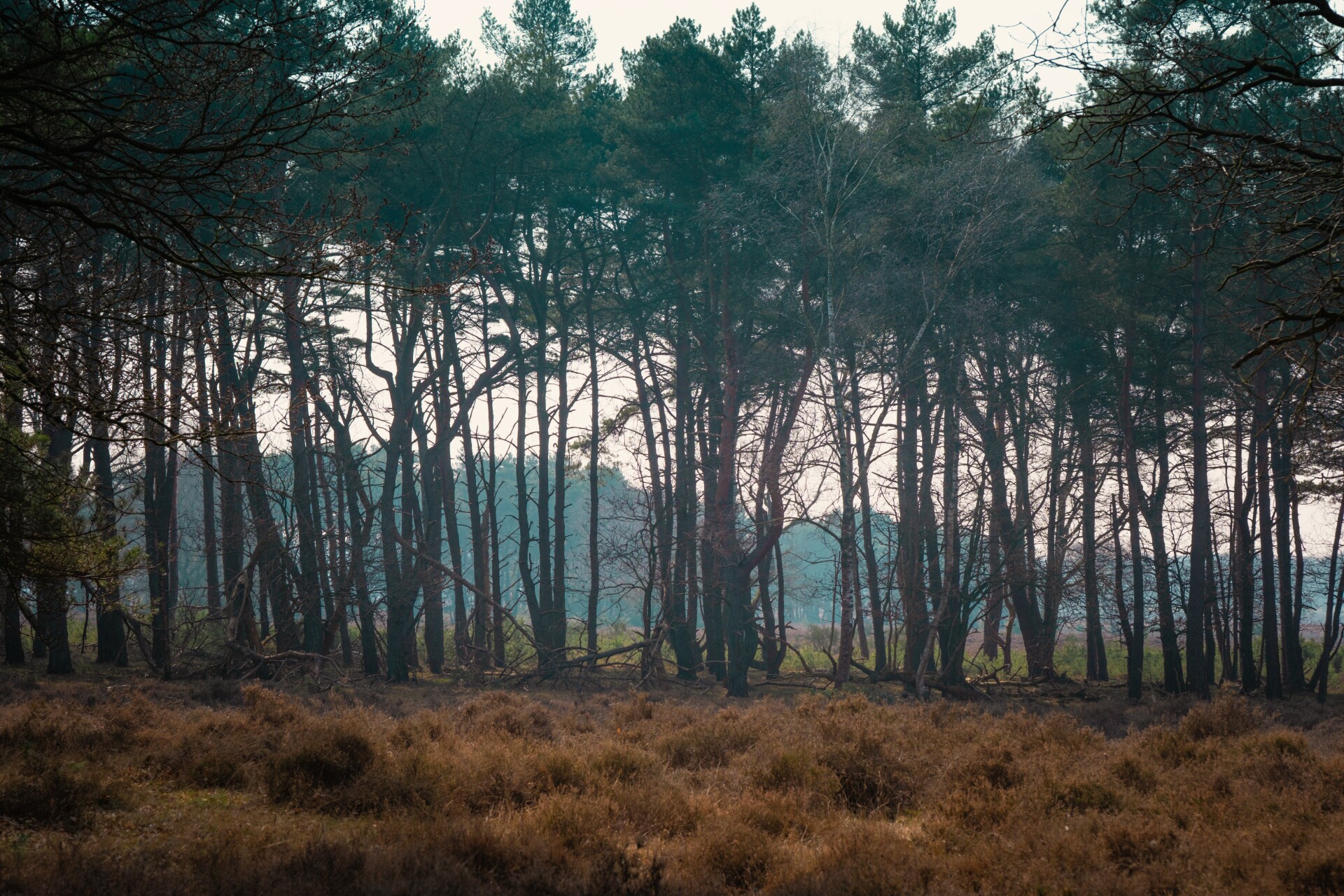 what else -  Anne Kaere Fotografie 4