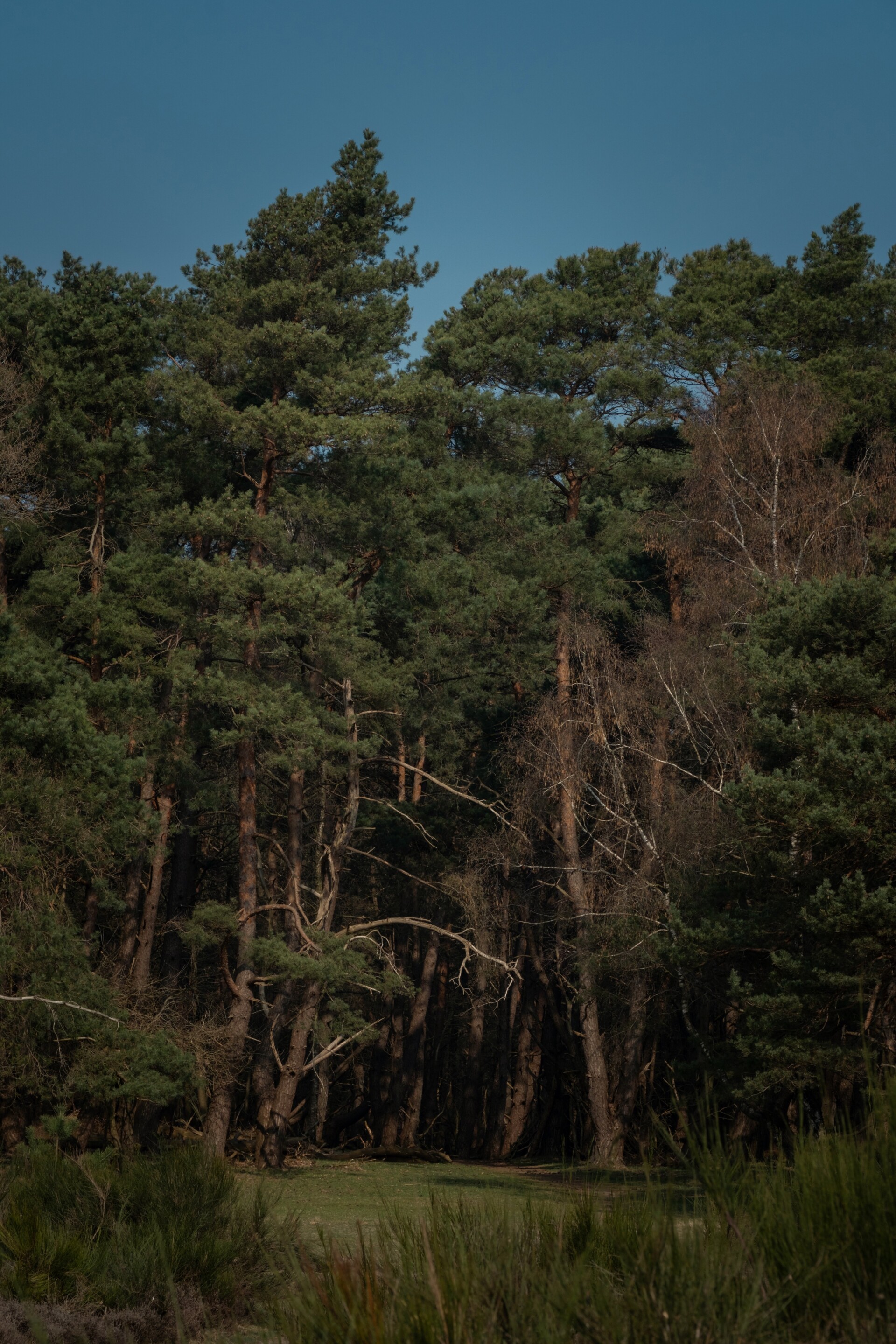 What Else maart 2025    Anne Kaere Fotografie 16